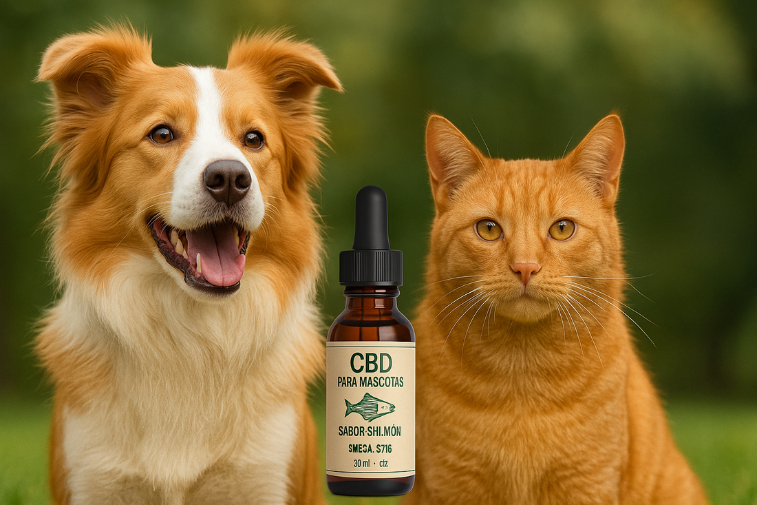 CBD para mascotas: beneficios, usos y por qué elegirlo para el bienestar de tu perro o gato