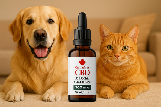 🐾 CBD para mascotas: bienestar natural para quienes más amas