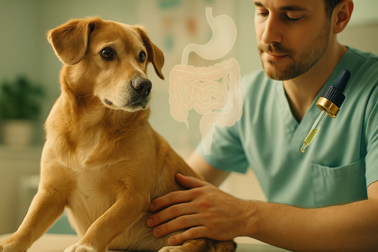 Enfermedades del sistema digestivo en mascotas: lo que debes saber