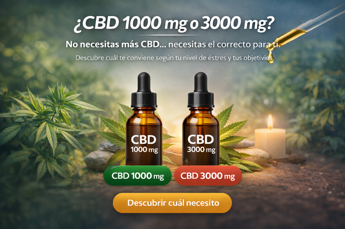 ¿CBD 1000 mg vs 3000 mg: cuál elegir según tu cuerpo?