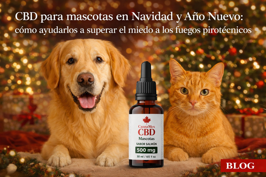 🎄 CBD para mascotas en Navidad y Año Nuevo: cómo ayudarlos a superar el miedo a los fuegos pirotécnicos