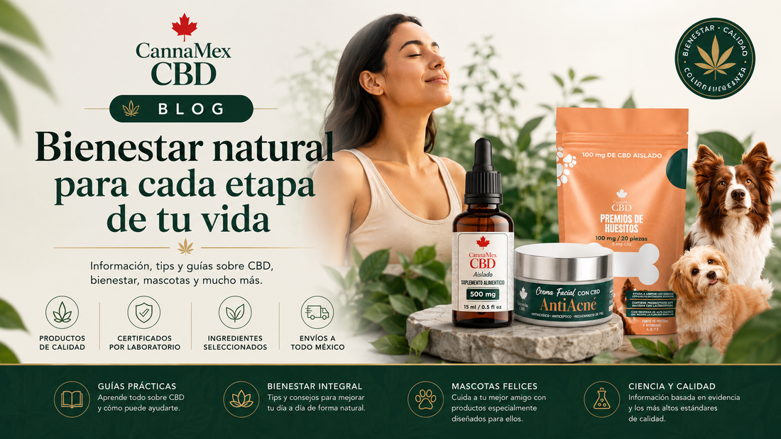 ¿Qué es el CBD y por qué cada vez más personas lo incorporan a su rutina de bienestar?